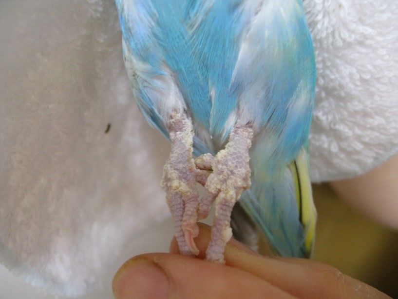 セキセイインコ 疥癬症 フォーゲル動物病院ブログ