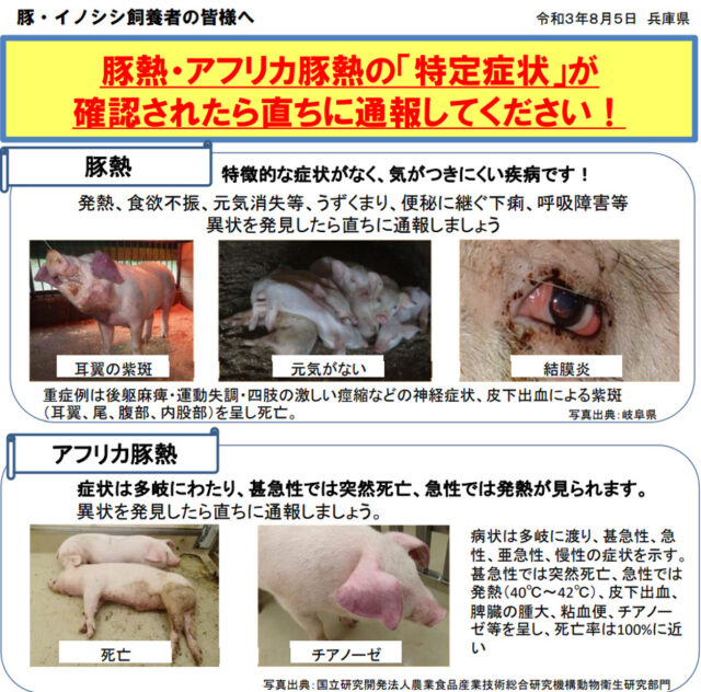 ミニブタ、マイクロブタ 豚熱 | フォーゲル動物病院ブログ